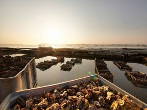 Ostréiculture et huîtres à déguster pour une visite du Morbihan 